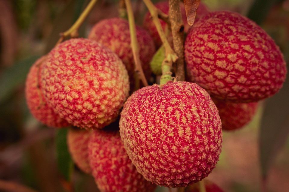 Litchi frugtplantage jordgødning 4 slags forvaltningsforanstaltninger, glem i...