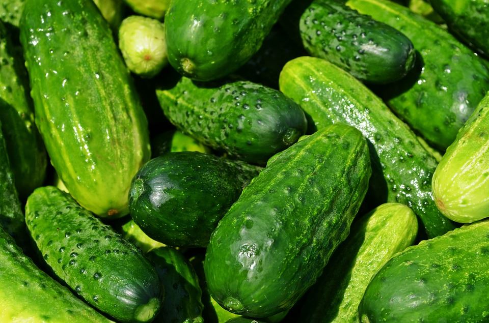 Agurk foretrækker varme ikke kuldebestandig, 18 til 30 grader er det bedste, ...